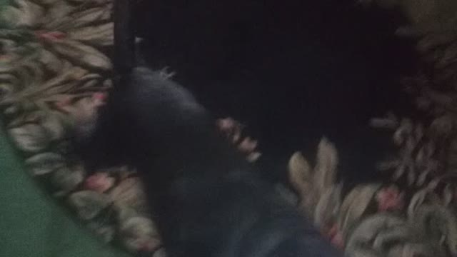 Dog fail...cant catch anything