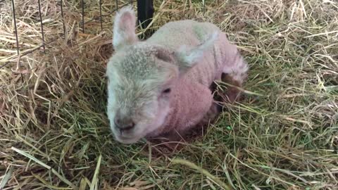 David the Smoochy Lamb