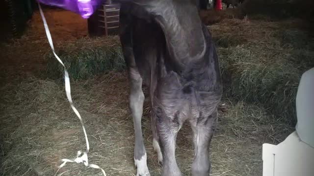 Spoons the orphaned foal plays with a balloon