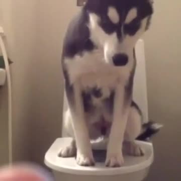 Joven husky perfectamente entrenado para el baño
