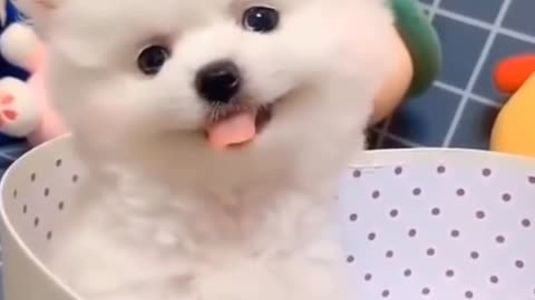 CUTIE PUPPY