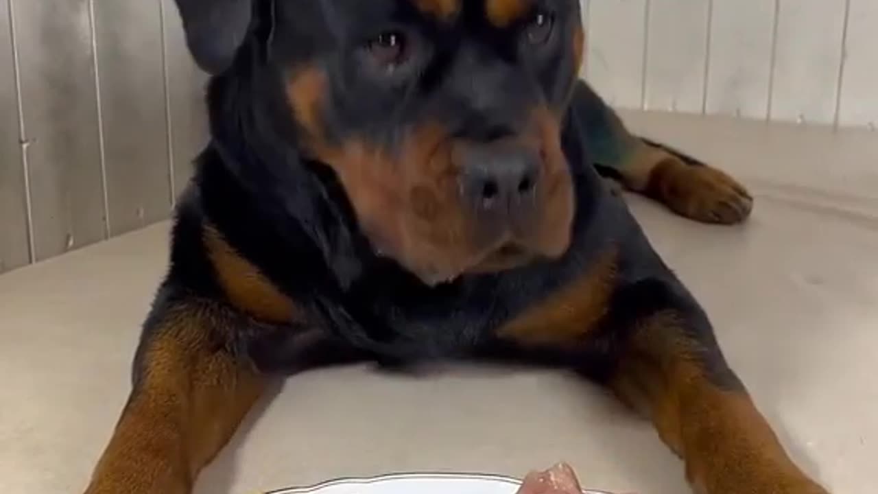 asmr cute dog eating