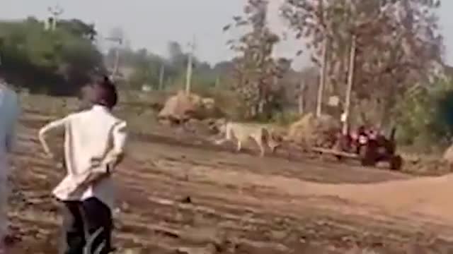 lion attack human