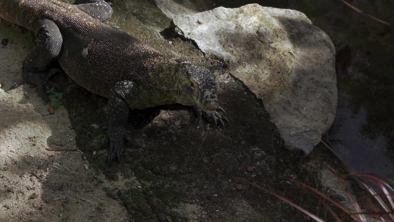Dangerous Monster lizard