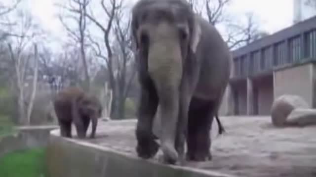 One minite video Funny Elephant@whatsapp