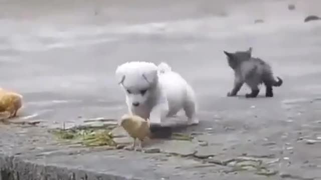 Dog and cute Bird.