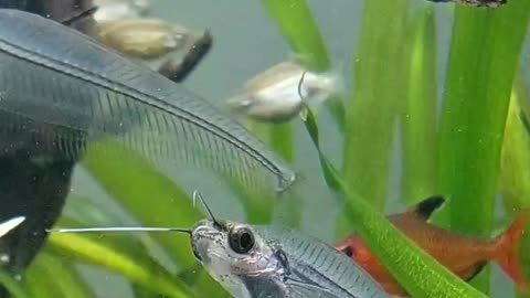 Beautiful fish 🐠🎏 clips