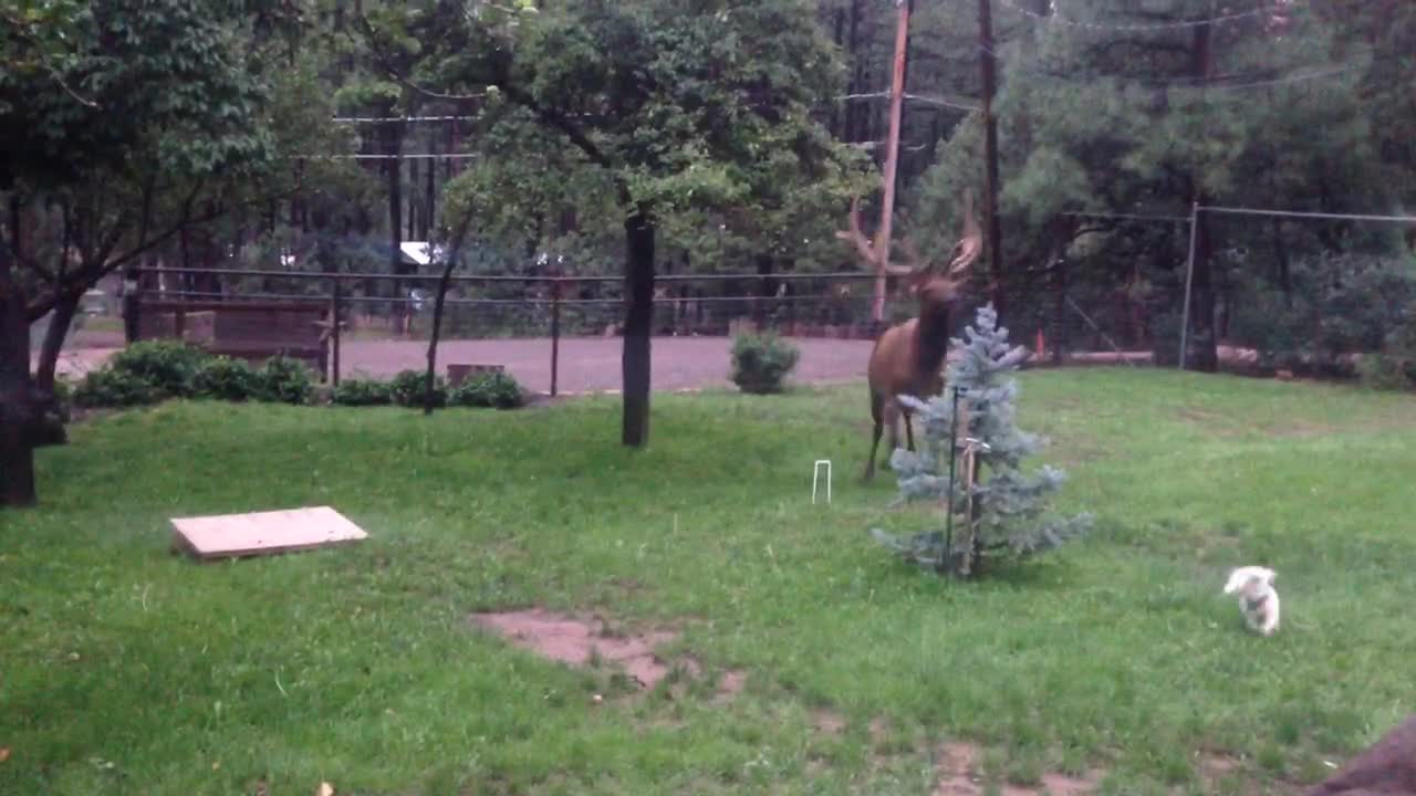 Elk and Dogs Playing in the Backyard