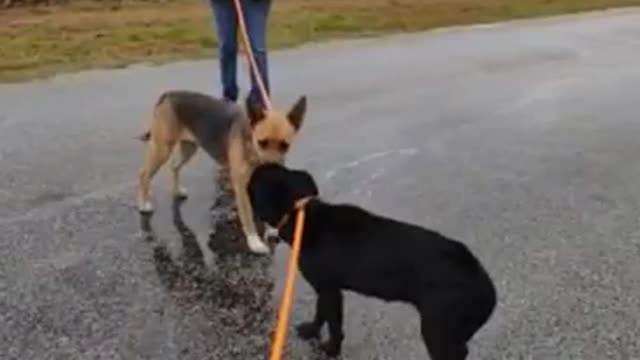 #32 female black lab mix #35 female GSD