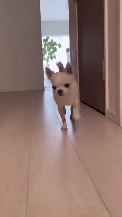 cute 2 puppy 😍 funny moment 🐕😘🐕🐕😀 all the best #viral