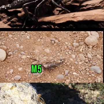 Dangerous animal Scorpion in the world