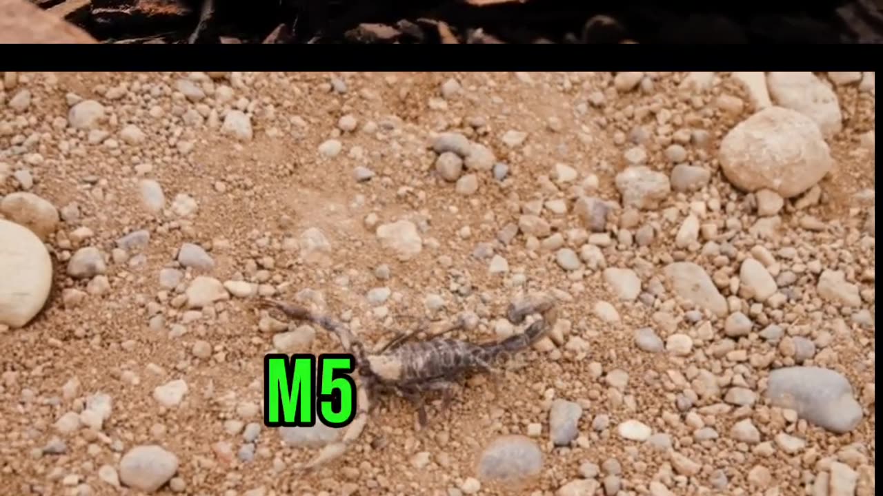 Dangerous animal Scorpion in the world