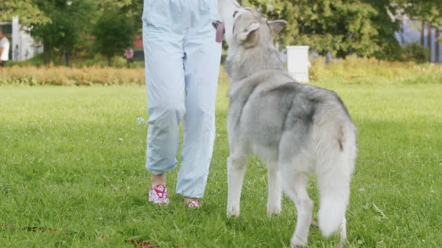 Girl playing with her dog in the park