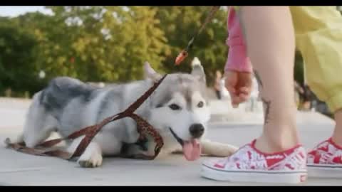 Dog training video