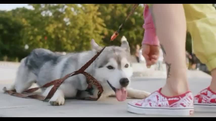 Dog training video