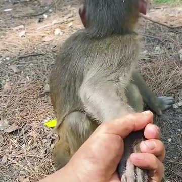When you have a monkey in your hand and he doesn't realize it