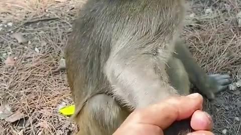 When you have a monkey in your hand and he doesn't realize it