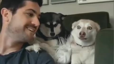 Get ready for LAUGHING SUPER HARD - Best FUNNY DOG