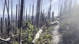 Descending Through Burnout Section of Tilly Jane Trail – Mount Hood – Oregon – 4K