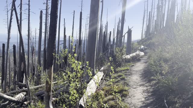 Descending Through Burnout Section of Tilly Jane Trail – Mount Hood – Oregon – 4K