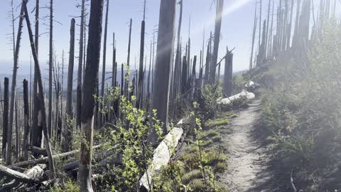 Descending Through Burnout Section of Tilly Jane Trail – Mount Hood – Oregon – 4K