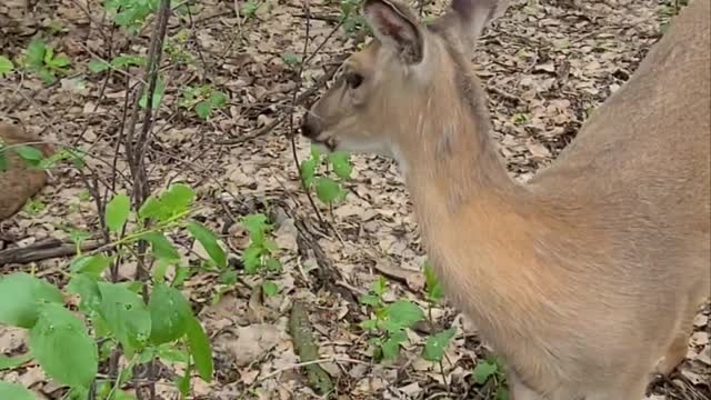 Human Hand-Feeds Trusting Deer