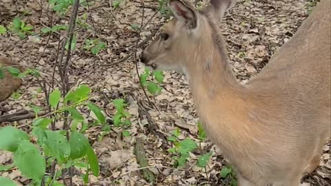 Human Hand-Feeds Trusting Deer