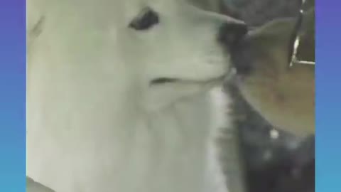 Dog Smart Video