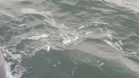 Fishermen Rescue Tangled Humpback Whale