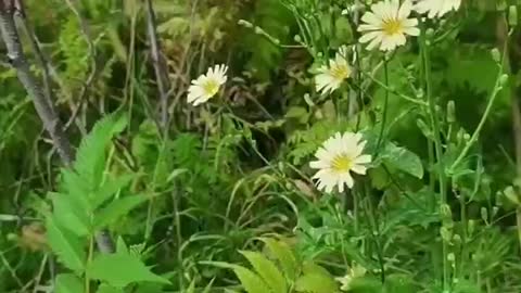The white flowers look very beautiful here