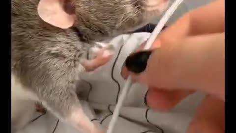Pet Rat Needs to Charge it's Phone
