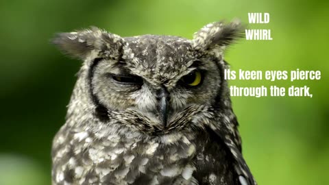 The Mysterious and Scary Owl @WildWhirl
