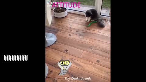 FUNNY ANIMALS ATTITUDE #2 #Shorts