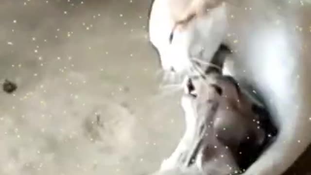 The Ultimate Viral Cat Video