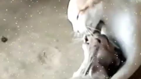 The Ultimate Viral Cat Video
