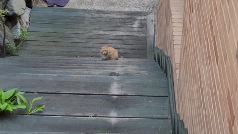 A cat is blocking the road