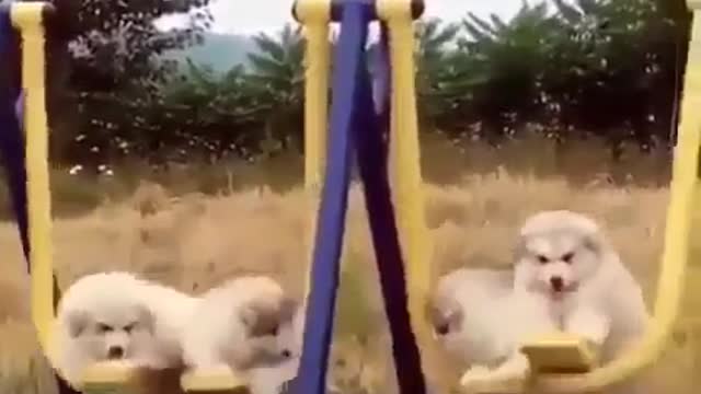 A dog playing on a swing.