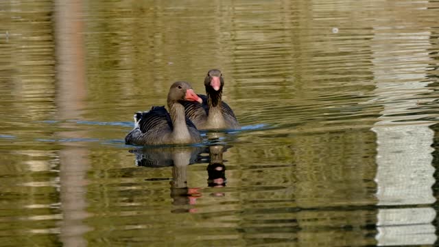 Goose Greylag Goose Geese Group Water Bird Poultry