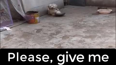 give me something to eat