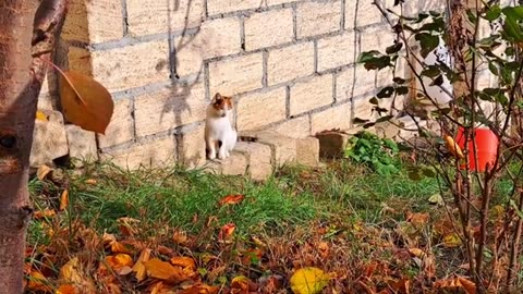 A cat and a kitten are fighting.