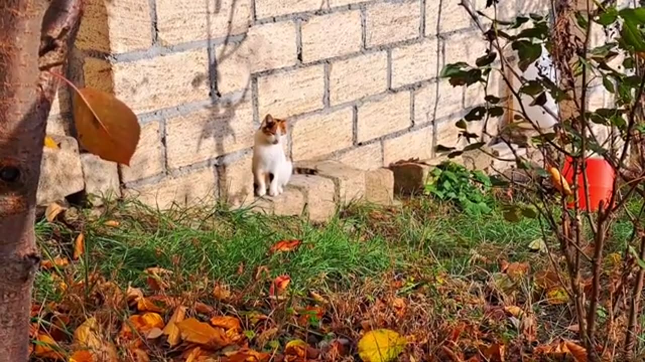 A cat and a kitten are fighting.