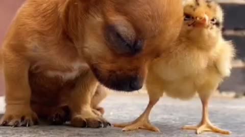 The chick sees the puppy is sleepy and uses it as a pillow