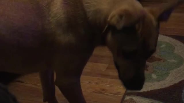 Big brown dog chasing tail in living room