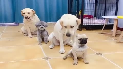 Funniest & Cutest Labrador Puppies #3 - Funny Puppy