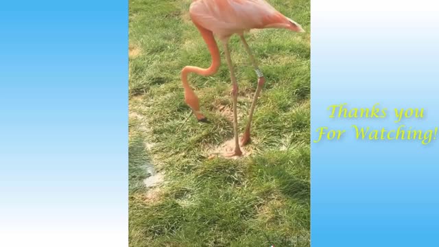 Cute And Funny Pets-Compilation #3