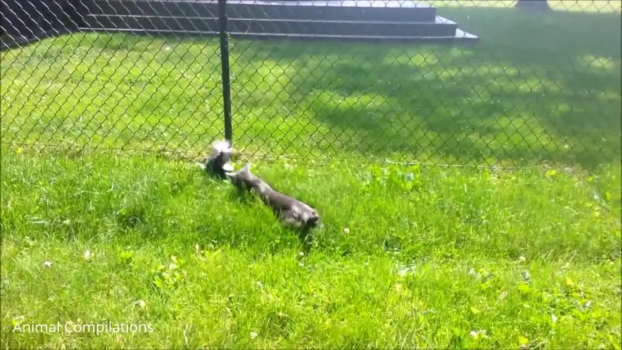 Baby Skunks Trying To Spray - So cute