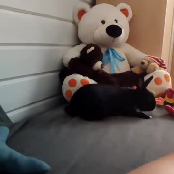 Cute Rabbit playing