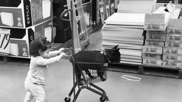 Pequeña lleva a su perrito en un carrito de comprar