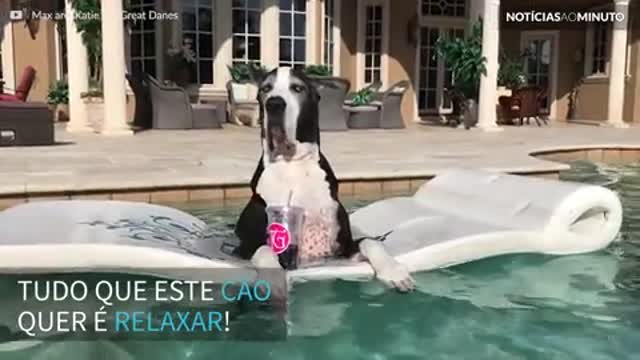 Cão desfruta de momento relaxante em piscina