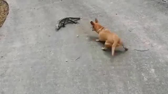 Ugly fight between a dog and a lizard